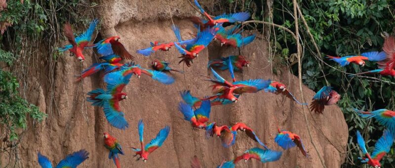 Collpa Guacamayo 2D Excursion | Jungle Sunset | - Day 1 Itinerary