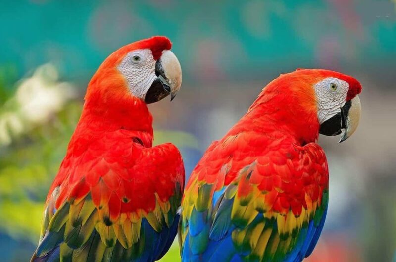 Collpa Guacamayo 2D Excursion | Jungle Sunset | - Key Points