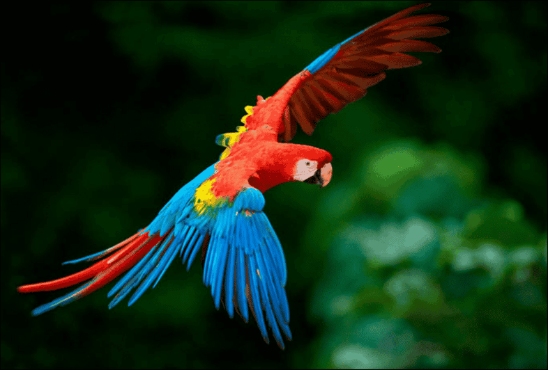 Collpa Guacamayo 2D Excursion | Jungle Sunset | - Itinerary - Day 1