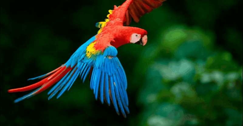 Collpa Guacamayo 2D Excursion | Jungle Sunset | - Included Amenities