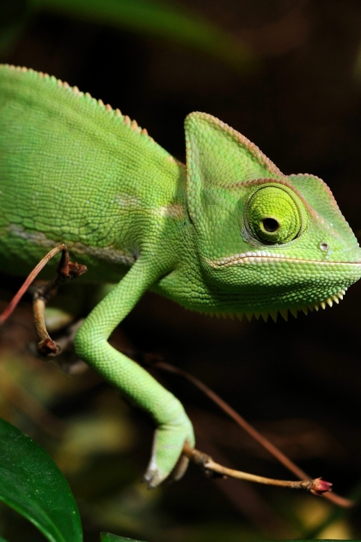 Cologne: Cologne Zoo and Aquarium Entry Ticket - Key Points