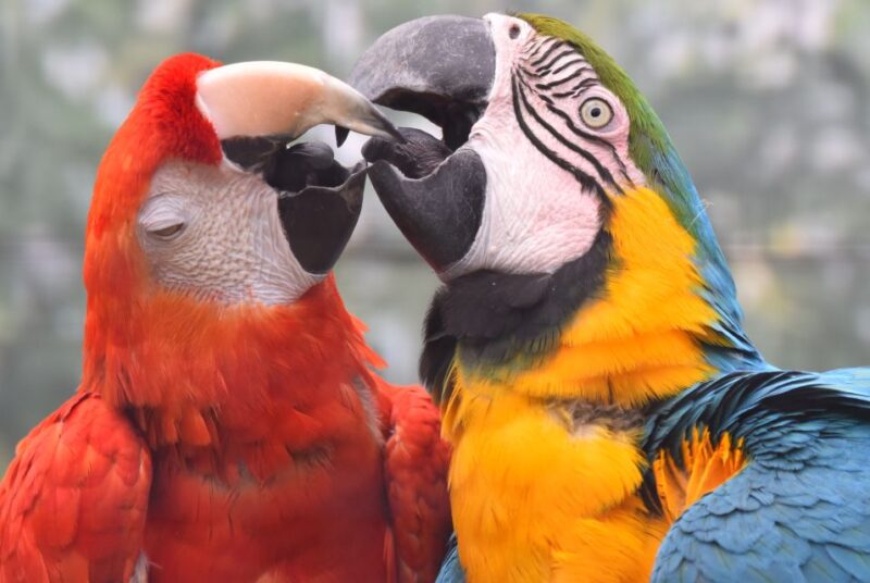 Cologne: Cologne Zoo and Aquarium Entry Ticket - Discover Diverse Animal Species