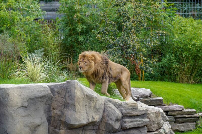 Cologne: Cologne Zoo and Aquarium Entry Ticket - Journey to Rainforest Hall