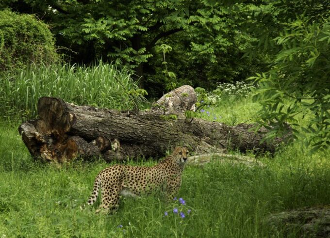 Cologne: Cologne Zoo and Aquarium Entry Ticket - Pricing, Policies, and Location