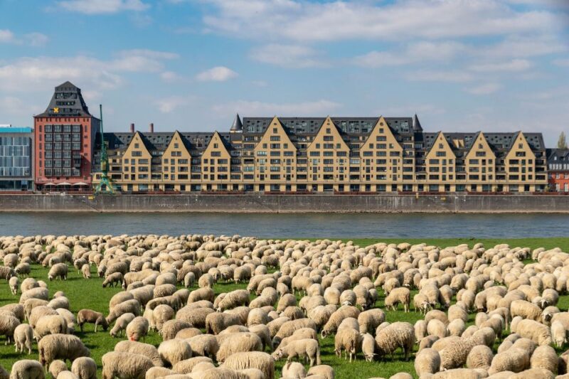 Cologne Highlights Privat Walking Tour & Panoramic Boat Trip - Exploring Colognes History