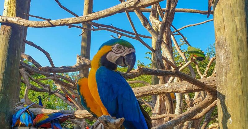 Colombia Aviary: Entrance Fee With Lunch and Beach Day - Key Points