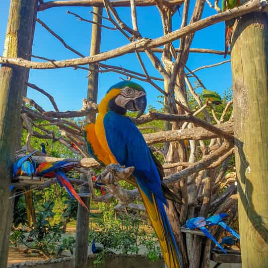 Colombia Aviary: Entrance Fee With Lunch and Beach Day - Itinerary Details