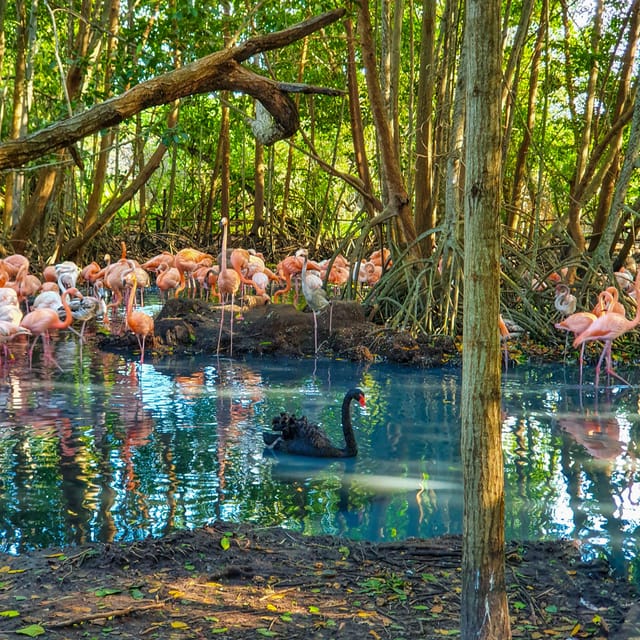 Colombia Aviary: Entrance Fee With Lunch and Beach Day - Booking Information