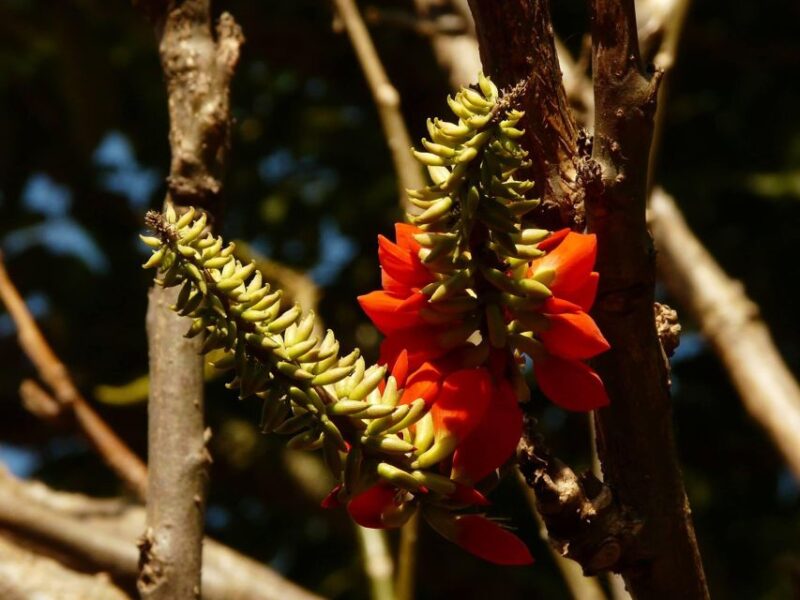 Colombia: Being a Collector of Wild Edible Plants - Key Points