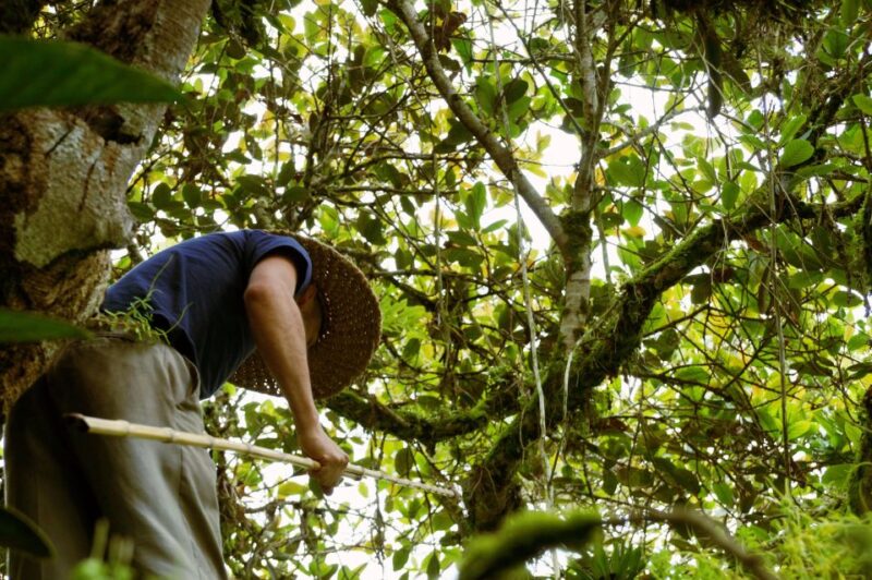 Colombia: Being a Collector of Wild Edible Plants - Preparation and Restrictions