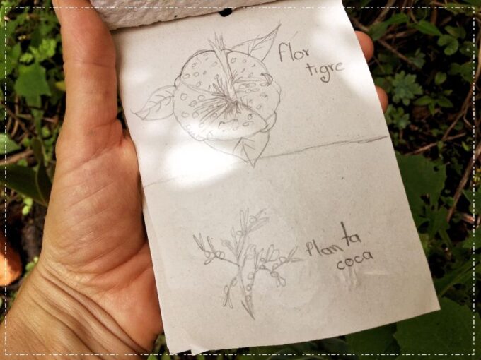 Colombia: Being a Collector of Wild Edible Plants - Collecting Wild Edibles