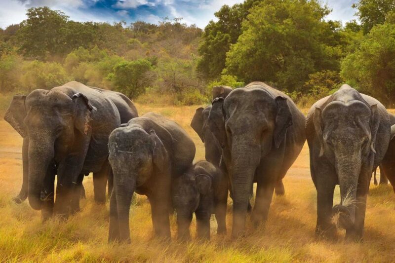 Colombo: 8-Day Private Cultural Triangle & Wildlife Trip - Included in the Tour