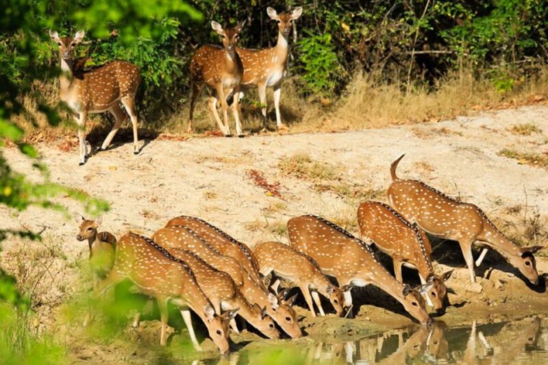Colombo: 8-Day Private Cultural Triangle & Wildlife Trip - Important Information