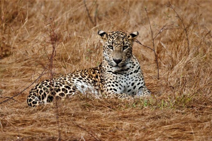 Colombo: 8-Day Private Cultural Triangle & Wildlife Trip - Customer Reviews