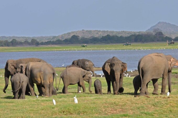 Colombo: 8-Day Private Cultural Triangle & Wildlife Trip - Frequently Asked Questions