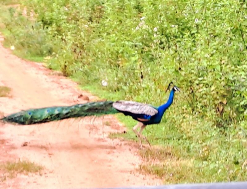 Colombo Airport Tour /06 Days Sri Lanka Tour Package - Key Points