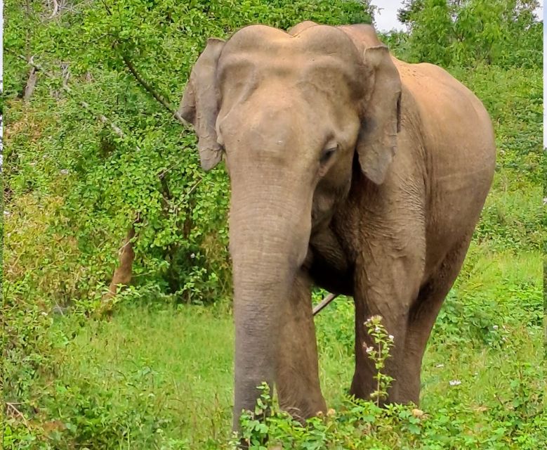 Colombo Airport Tour /06 Days Sri Lanka Tour Package - Itinerary Highlights