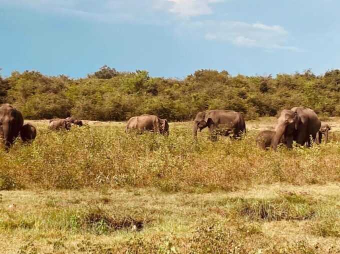 Colombo: All Inclusive Sigiriya & National Park Day Safari - Guide Expertise