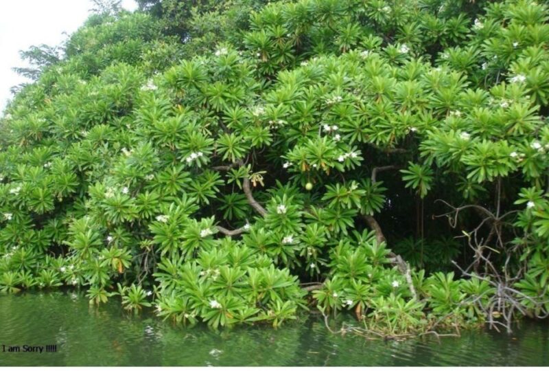 Colombo: Muthurajawela Wetland & Dutch Canal Boat Adventure - Itinerary and Highlights
