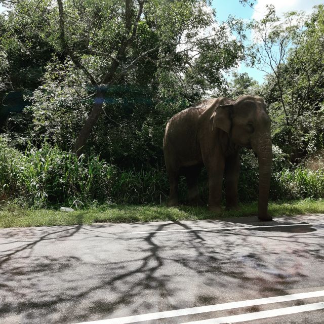 Colombo: Nature, Wildlife & History 4-Day Guided Tour - Key Points