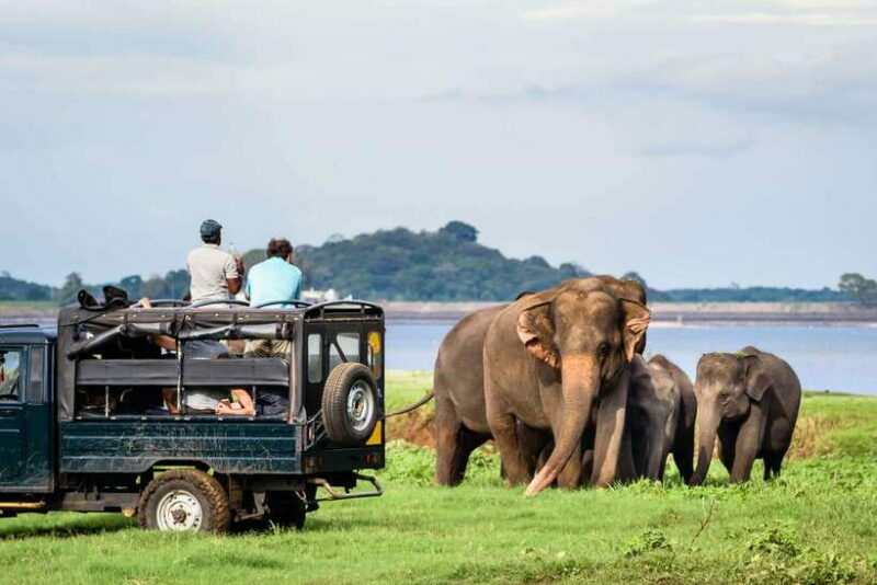 Colombo/Negombo: Sigiriya, Dambulla, and Minneriya Safari - Who Is This Tour Best For?