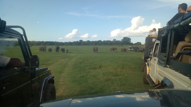 Colombo/Negombo: Sigiriya, Dambulla Cave, & Safari Day Tour - Key Points