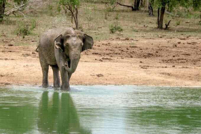 Colombo/Negombo: Sigiriya, Kandy, Ella 3-Day Trip With Train - Customer Experiences
