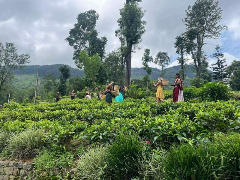 Colombo: Nuwara Eliya: Tea Gardens,Colonial Charm & High Tea - The Sum Up