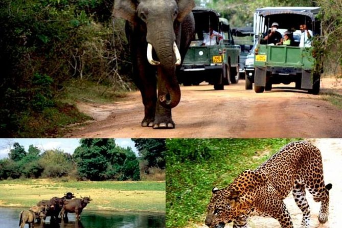 Colombo to Kandy,Ella & Yala 3 Day Tour - Scenic Train Ride