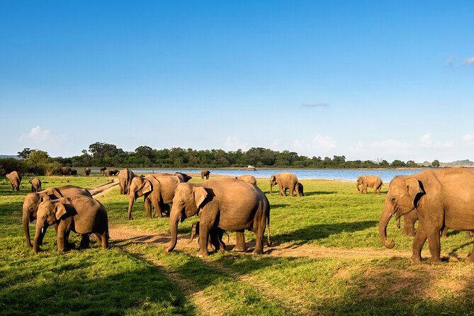 Colombo to Trincomalee Shuttle & Safari Drive - Location and Highlights