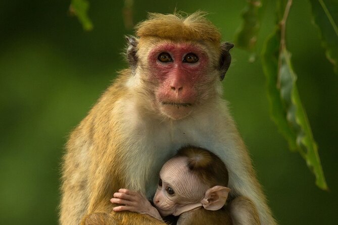 Colombo to Trincomalee Shuttle & Safari Drive - Wildlife Experience