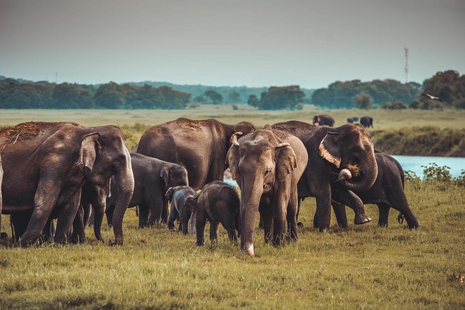 Colombo to Trincomalee Shuttle & Safari Drive - Participant Information