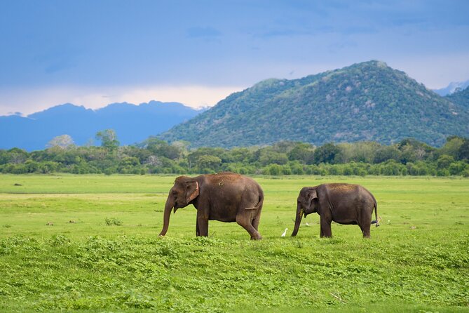Colombo to Trincomalee Shuttle & Safari Drive - Customer Reviews