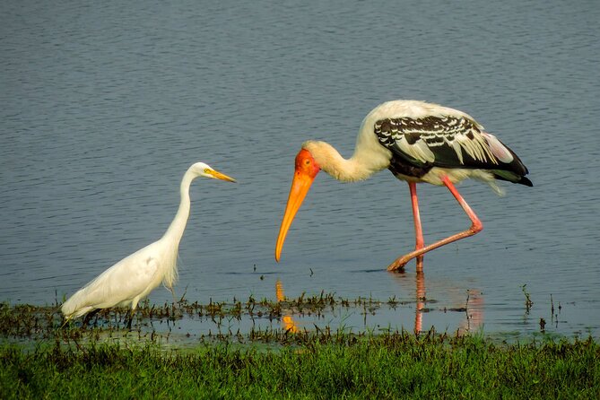 Colombo to Trincomalee Shuttle & Safari Drive - Tour Pricing and Duration