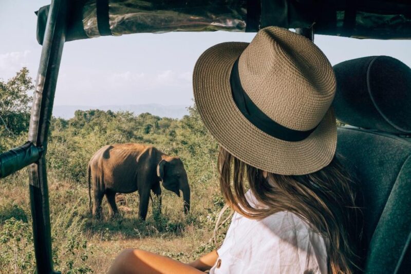 Colombo To Udawalawe National Park Safari Tour - Safari Details