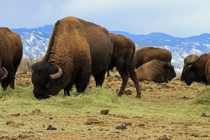 Colorado Green Friendly Mountain Sunset Tour From Denver - Key Points