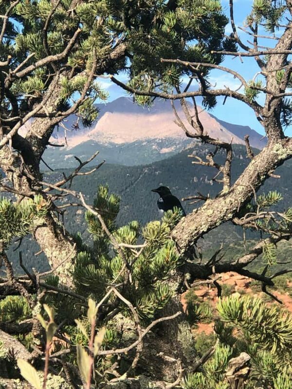 Colorado Springs: Garden of the Gods & Historic Town Tour - Final Thoughts