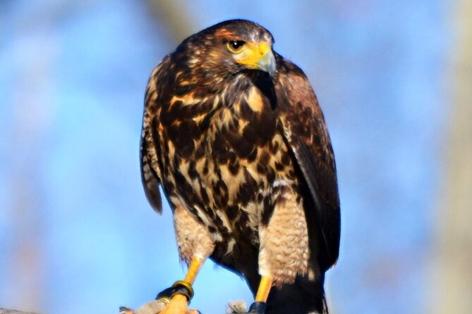 Colorado Springs Hands-On Falconry Class and Demonstration - Location and Meeting Point