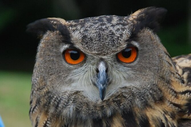Colorado Springs Hands-On Falconry Class and Demonstration - Cancellation Policy