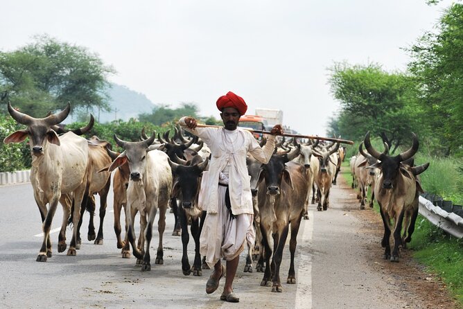 Colorful Rajasthan Tour With Taj Mahal & Wildlife - Cancellation Policy and Accessibility