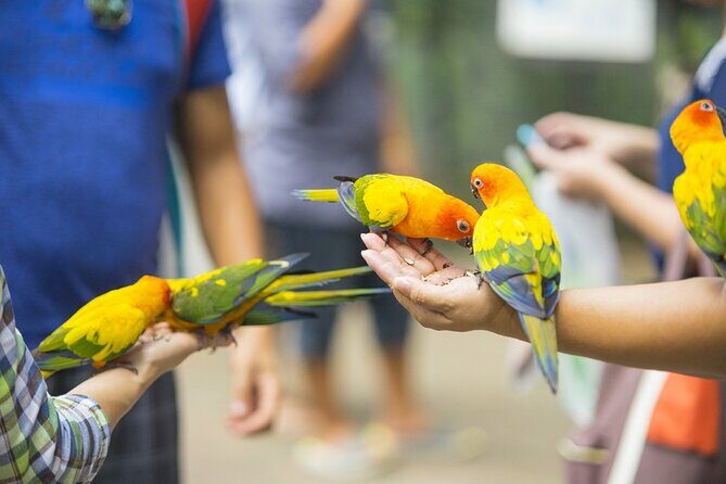 Colorful Species Of Birds - Discovering the Colorful Species of Birds on St Maarten: A Practical Review