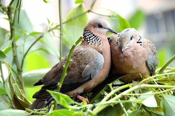 Colorful Species Of Birds - Practical Tips for a Great Experience
