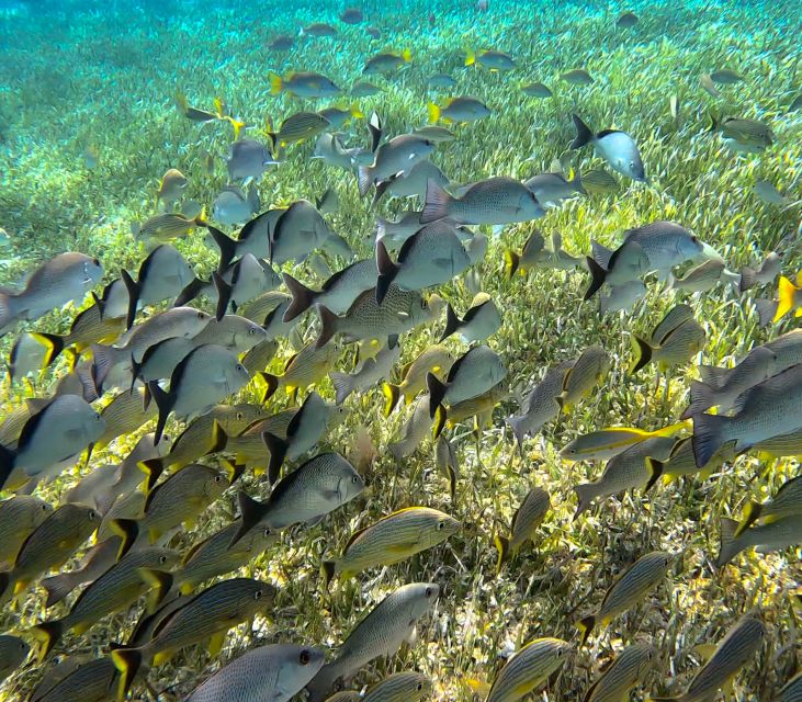 Columbia , Palancar & Cielo Snorkel Tour - Customer Reviews and Feedback
