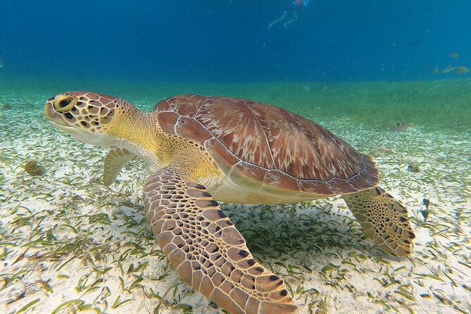 Columbia , Palancar & Cielo Snorkel Tour - Booking and Pricing