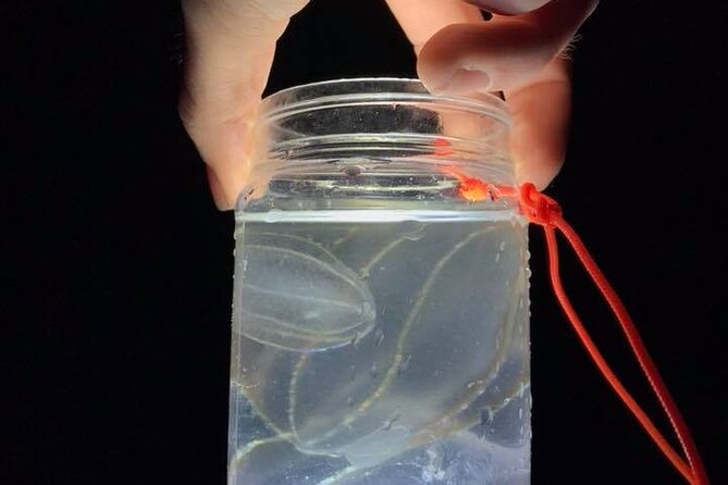 Comb Jelly Bioluminescence Kayak Tour - Meeting and Pickup