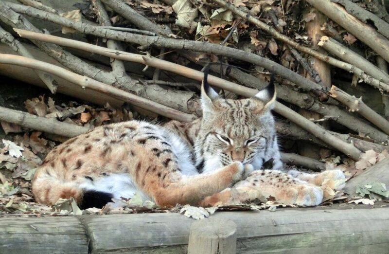 Combi Entrance Ticket to Alpine Zoo and Hungerburg - Alpine Zoo Highlights