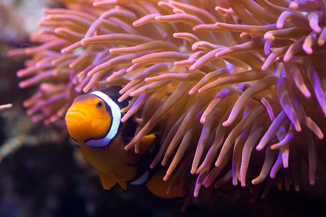 Combi Ticket: Madame Tussauds & SEA LIFE Berlin - Discovering SEA LIFE Berlin