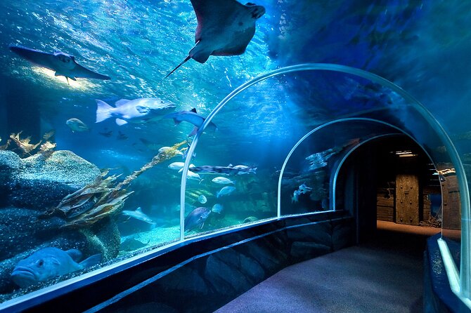 Combi Ticket: Madame Tussauds & SEA LIFE Berlin - Ticket Inclusions and Requirements