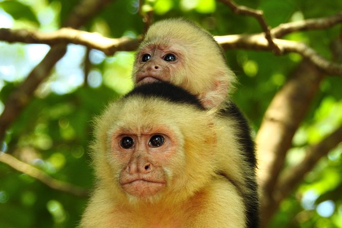 Combo 1: Jungle Night Tour & Day Tour Manuel Antonio - Key Points