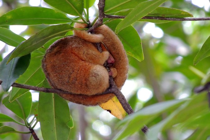 Combo 1: Jungle Night Tour & Day Tour Manuel Antonio - Pickup Information